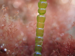 Chaetomorpha coliformis