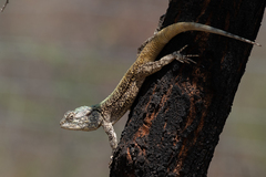 Acanthocercus atricollis