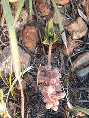 Ledebouria ovatifolia