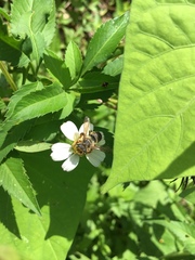 Megachile albitarsis