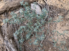 Euphorbia pediculifera