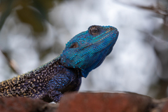 Acanthocercus atricollis