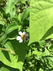 Megachile albitarsis