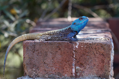 Acanthocercus atricollis