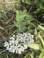 Eupatorium cordigerum