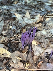 Alloclavaria purpurea