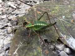 Barbitistes constrictus