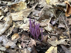 Alloclavaria purpurea