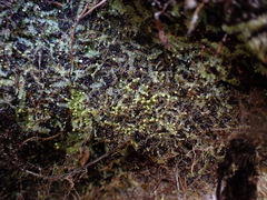 Calypogeia