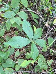 Parthenocissus quinquefolia