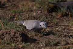 Streptopelia capicola