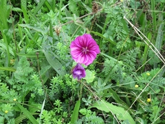 Malva sylvestris