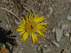 Grindelia hirsutula