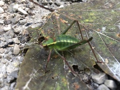 Barbitistes constrictus