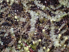 Calypogeia