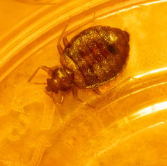 Cimex lectularius