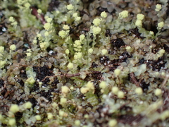 Calypogeia