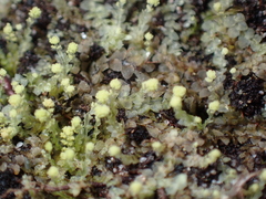 Calypogeia