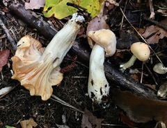 Cuphophyllus pratensis