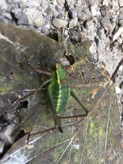 Barbitistes constrictus