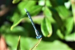 Enallagma doubledayi