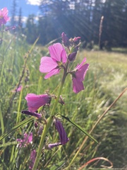 Sidalcea