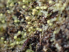 Calypogeia