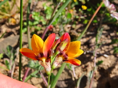 Ixia maculata