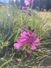 Sidalcea