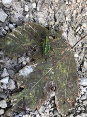 Barbitistes constrictus