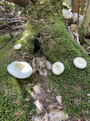 Lactifluus deceptivus