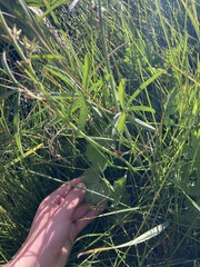 Sidalcea