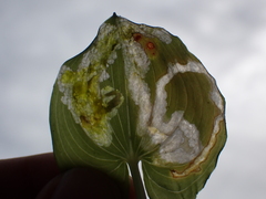 Parallelomma vittatum