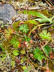 Geranium columbinum