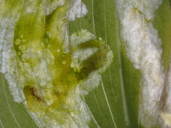 Parallelomma vittatum