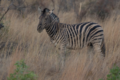 Equus quagga chapmani