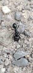 Messor barbarus