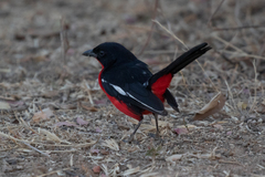 Laniarius atrococcineus