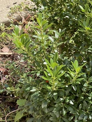 Ilex glabra