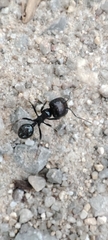 Messor barbarus