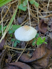 Lepiota clypeolaria