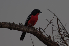 Laniarius atrococcineus