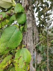 Populus balsamifera