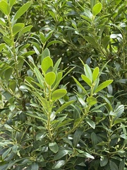 Ilex glabra