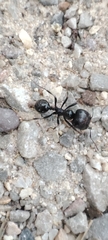 Messor barbarus