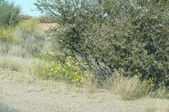 Osteospermum microcarpum