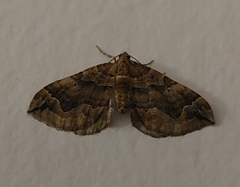 Pelurga comitata