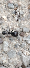 Messor barbarus