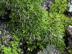 Grimmia