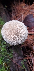 Lycoperdon echinatum